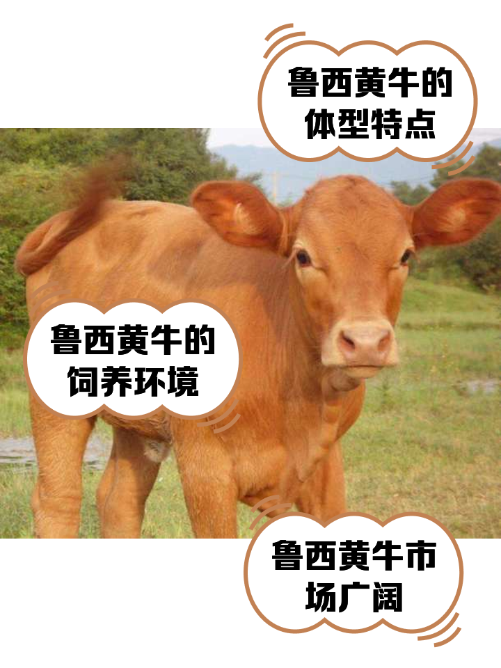 河北最新医保取现黄牛方法分析(最方便真实的河北医保取现黄牛怎么取方法)